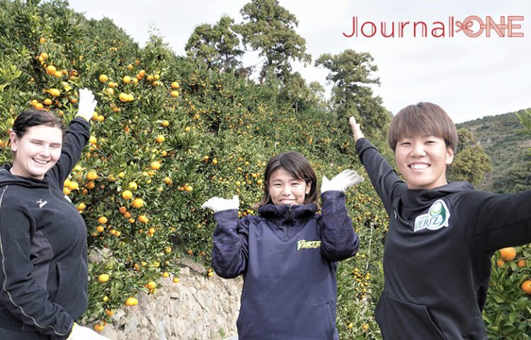 Journal-ONE JDリーグ 伊予銀行ヴェールズ みかん収穫作業 庄司奈々投手 安川裕美捕手 リサ・モールデン内野手