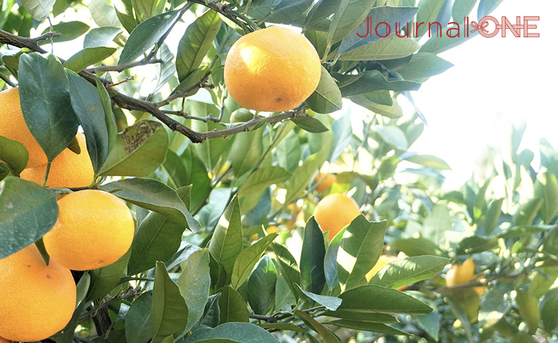 Journal-ONE JDリーグ 伊予銀行ヴェールズ