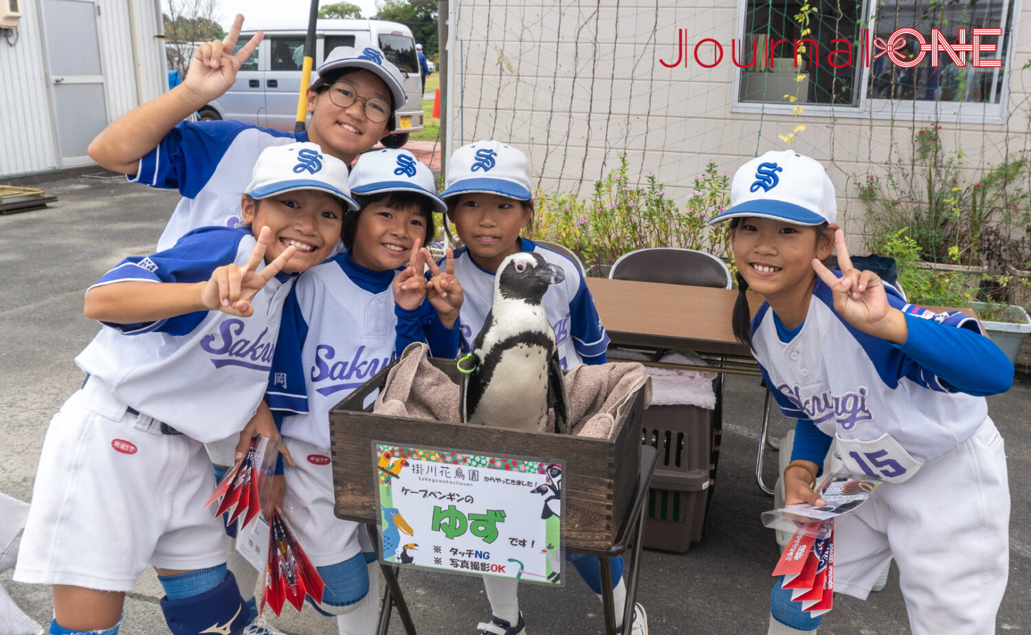 掛川花鳥園のケープペンギンも応援に-JournalーONE撮影