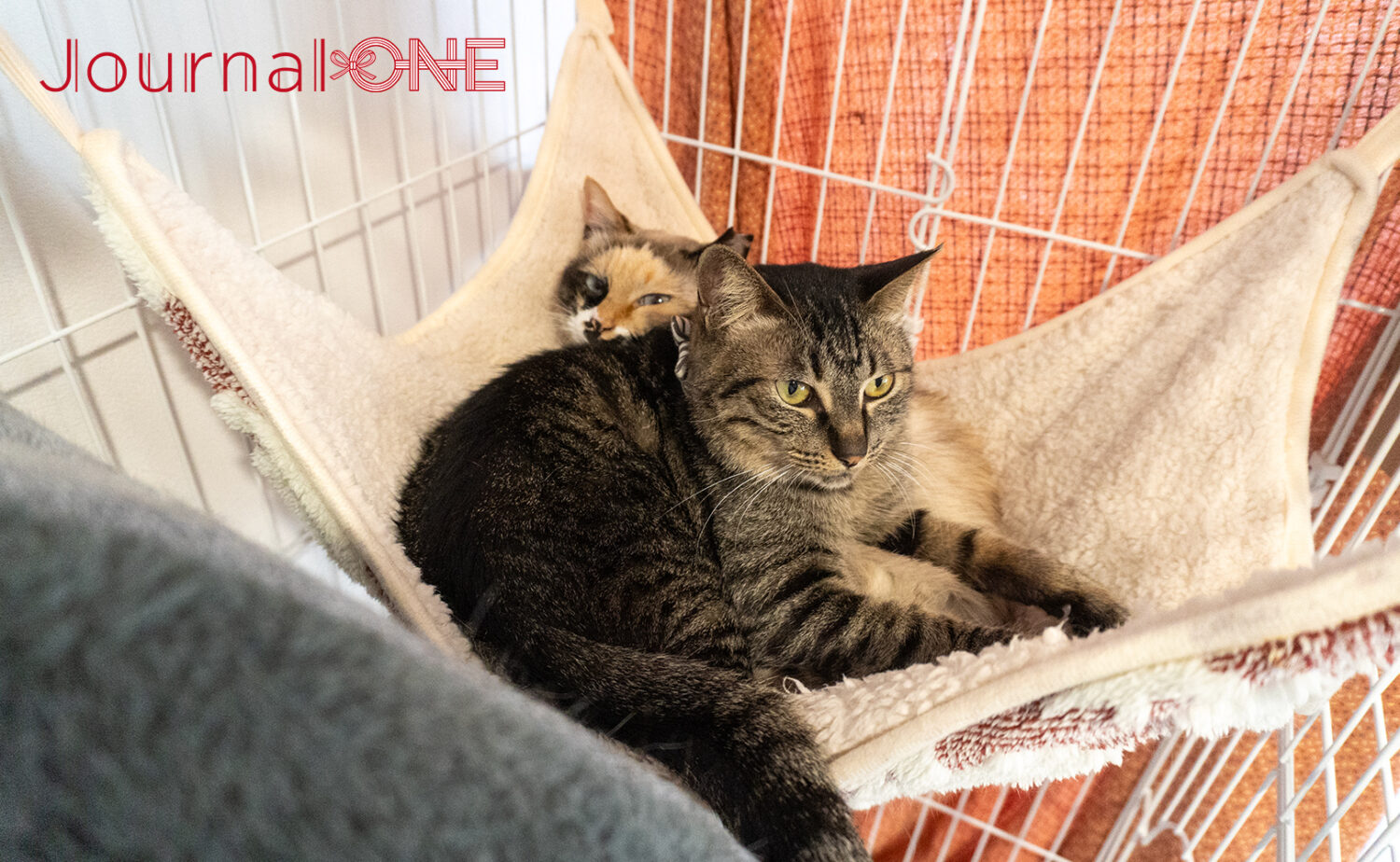 保護猫ハウスろくねこの保護猫ばたことちーず‐Journal-ONE撮影