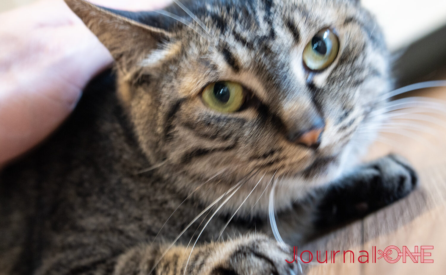 保護猫活動について体験を通して知ることができる‐Journal-ONE撮影