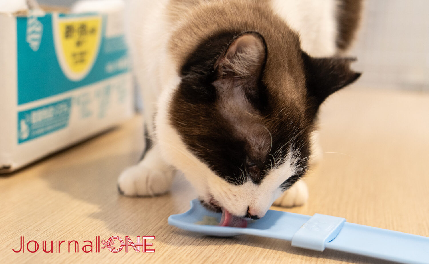 猫用おやつを食べにケージから飛び出してくる‐Journal-ONE撮影