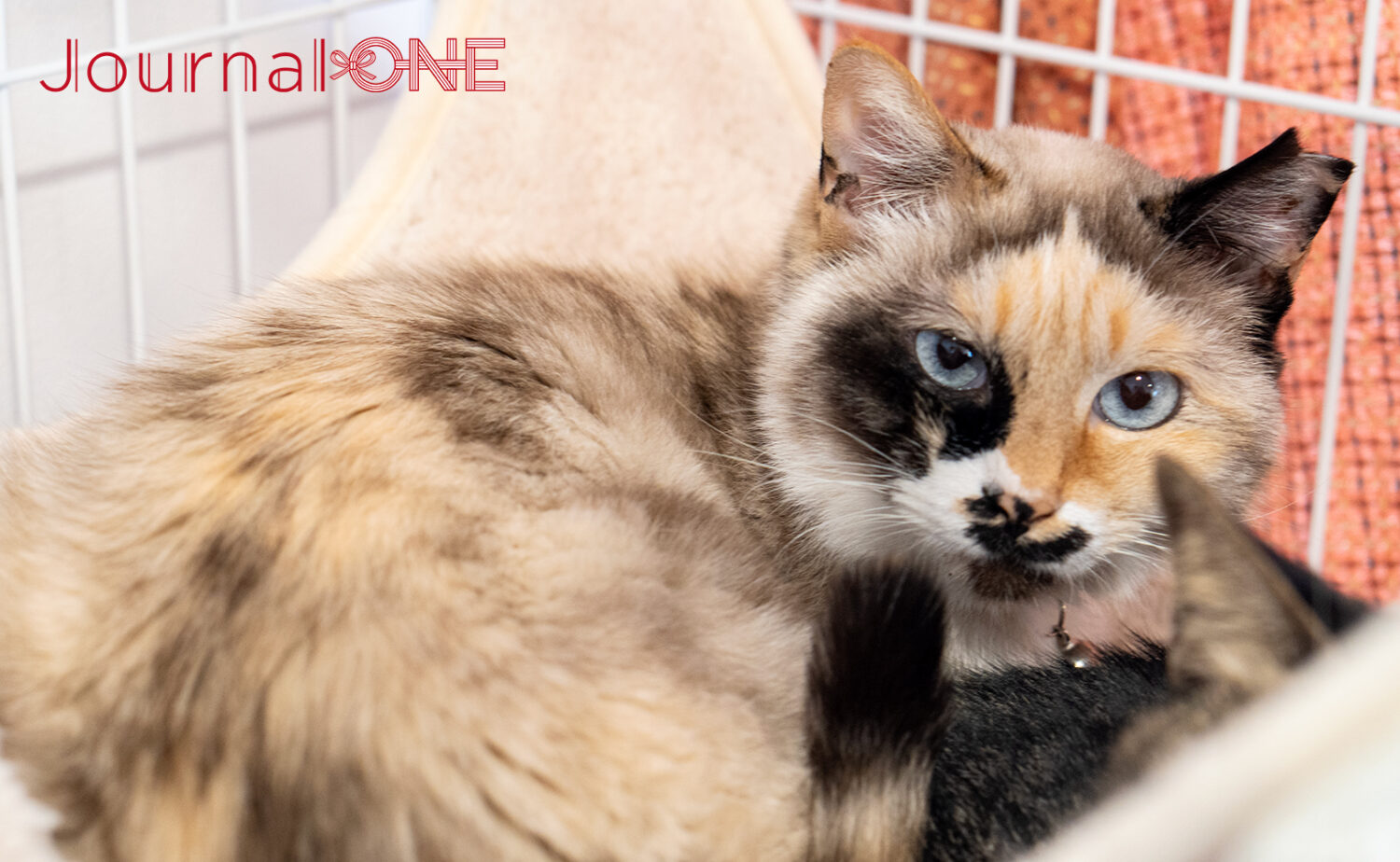 猫ファーストの環境でのんびり過ごす保護猫たち‐Journal-ONE撮影