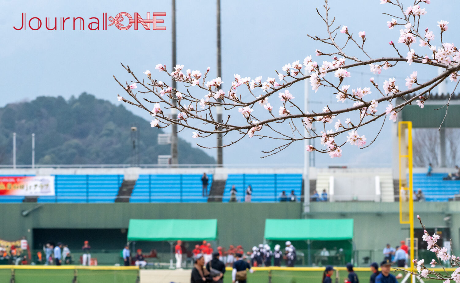 会場の揖斐川町健康ランドの桜もほころぶ-Journal-ONE撮影