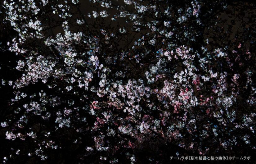 深い夜の帳（とばり）に包まれた長居植物園の桜の木。チームラボの作品により、剥き出しになった自然の「骨格（枝ぶり）」が、瑞々しい光のパレットによって浮かび上がっている。赤と緑の光が木々の生命力を情緒的に表現しており、これらの光は自律的に、そして周囲の木々と呼応しながら絶え間なく移ろい続け、森全体が呼吸しているような幻想的な景色を描き出している。