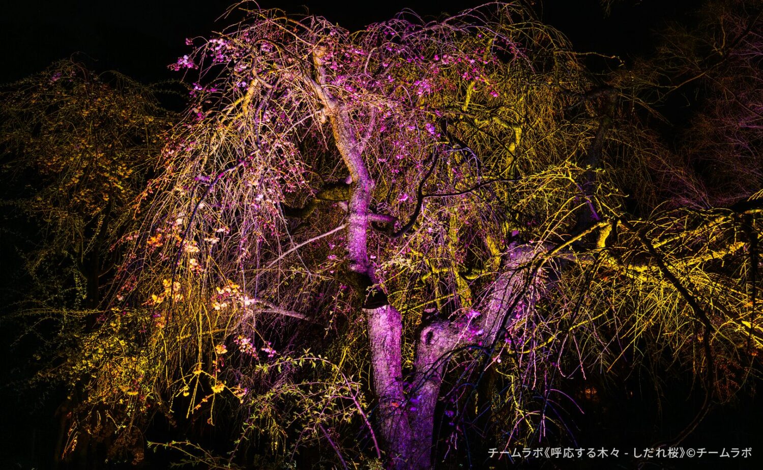 チームラボ ボタニカルガーデン 大阪の《呼応する木々 - しだれ桜》。夜の長居植物園で紫と黄色の光に照らされたしだれ桜の幻想的な姿。まだ花が咲く前の冬枯れの枝ぶりが美しく浮かび上がるアートインスタレーション