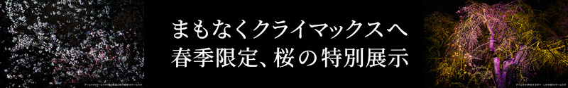 春季限定、桜の特別展示まもなくクライマックスへ。チームラボ ボタニカルガーデン 大阪の春の展示情報ページをチェック!