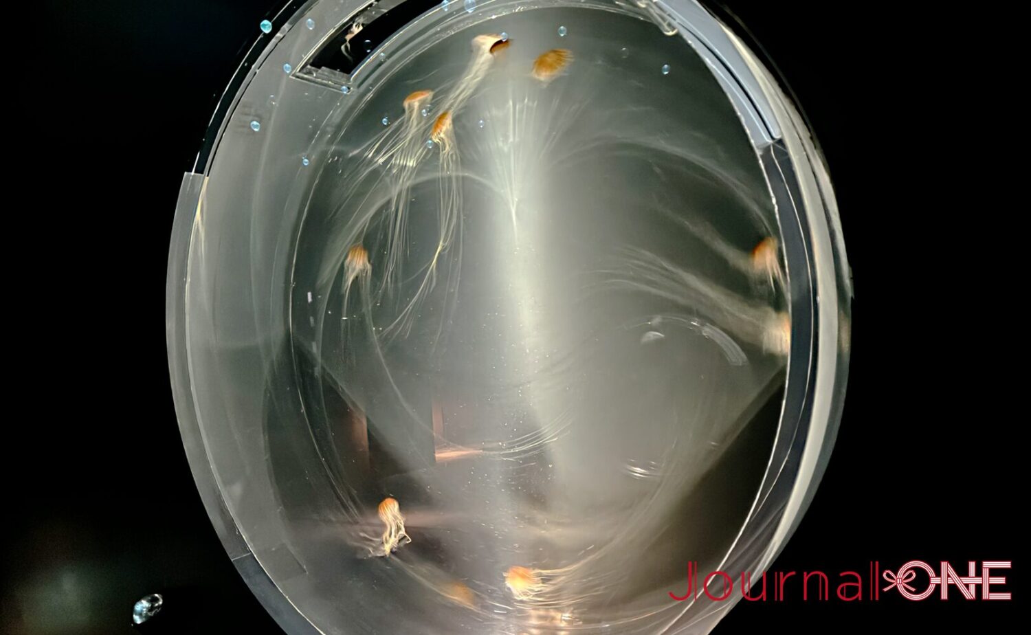 海遊館の「海月銀河」で展示されるアカクラゲ。赤褐色の傘と長く伸びる触手が円形水槽の中をゆったりと漂っている。