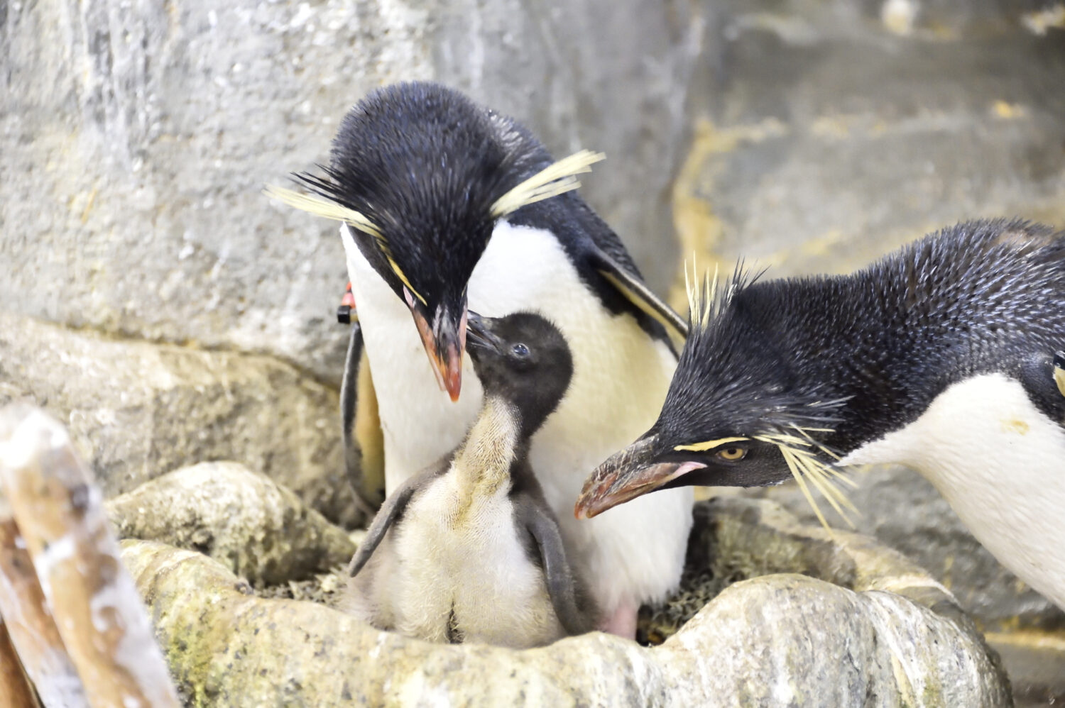 海遊館の「フォークランド諸島（マルビナス）」水槽で子育てに励むミナミイワトビペンギン。岩場に組まれた小さな巣の周りで、まだあどけない綿毛をまとったヒナが、親鳥の足元にぴったりと寄り添う光景