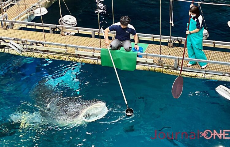 海遊館のバックヤードで行われるジンベエザメの給餌。飼育員が長い柄杓を使い、海くんまたは遊ちゃんへオキアミを与えようとしている。