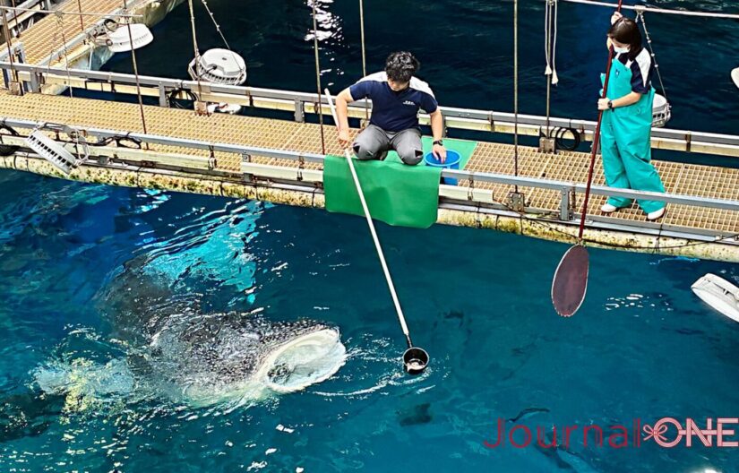 海遊館のバックヤードで行われるジンベエザメの給餌。飼育員が長い柄杓を使い、海くんまたは遊ちゃんへオキアミを与えようとしている。