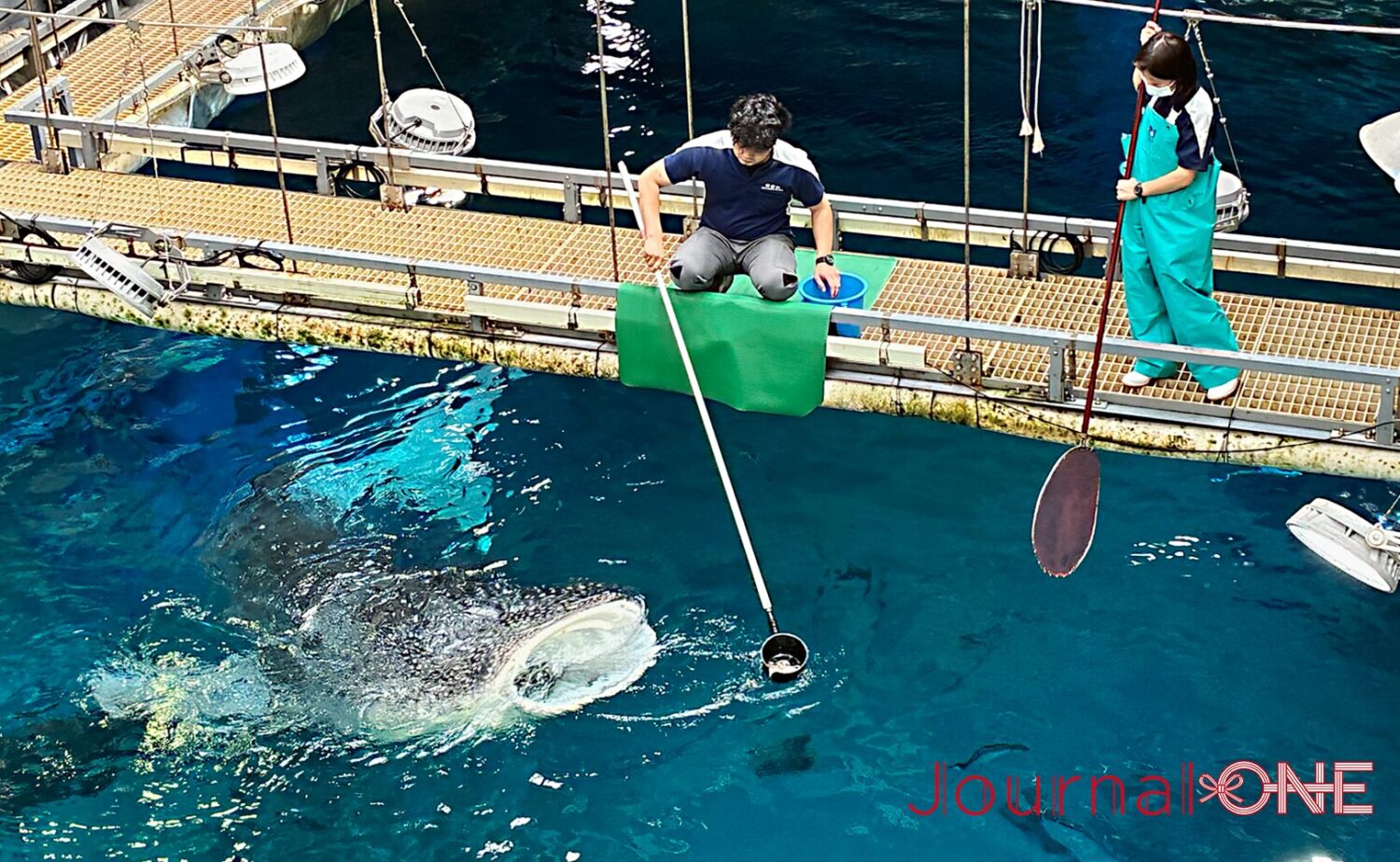 海遊館のバックヤードで行われるジンベエザメの給餌。飼育員が長い柄杓を使い、海くんまたは遊ちゃんへオキアミを与えようとしている。