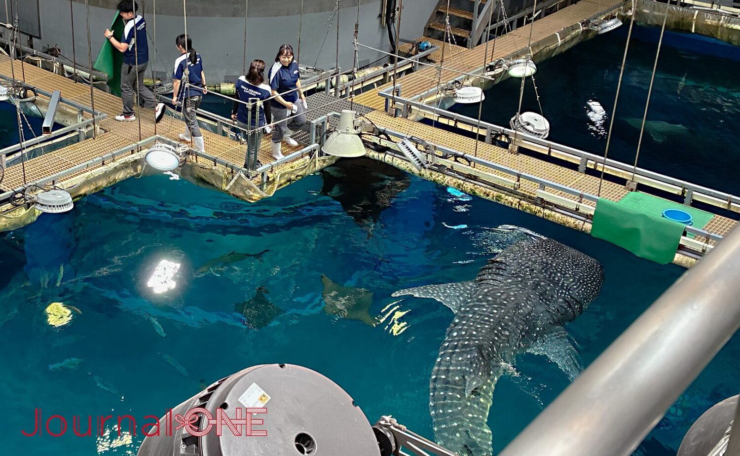 海遊館のジンベエザメ「「海」くん」と「「遊」ちゃん」が給餌時間を前に水面近くを泳ぐ様子。飼育員たちが準備を進めるなか、水槽上部に集まっている。