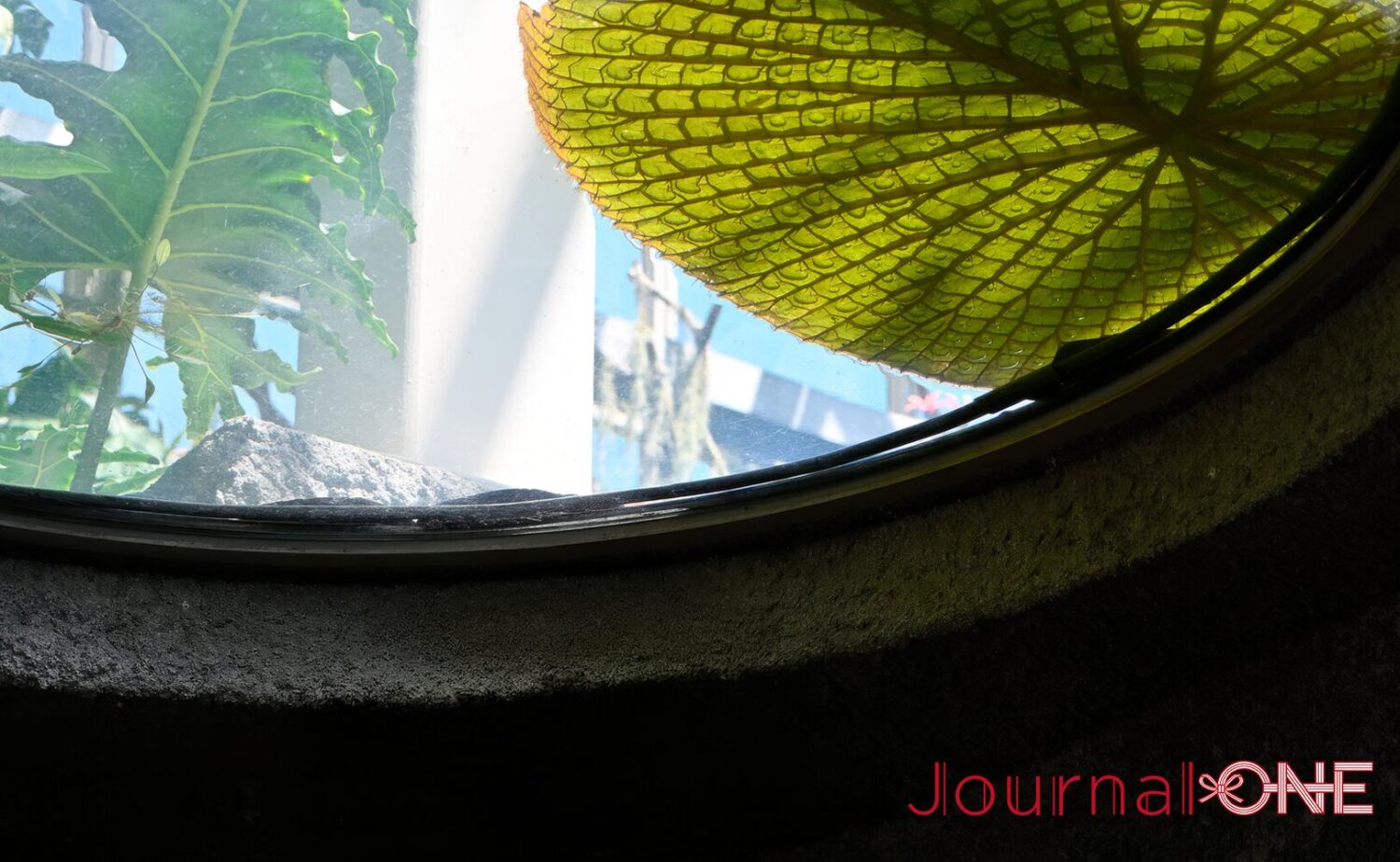 高知市・牧野植物園｜日本植物学の原点を歩く自然庭園