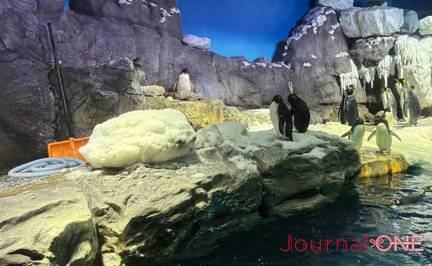 海遊館の南極大陸エリアで暮らすペンギンたち。人工雪が残る岩場で、それぞれが思い思いに過ごしている。