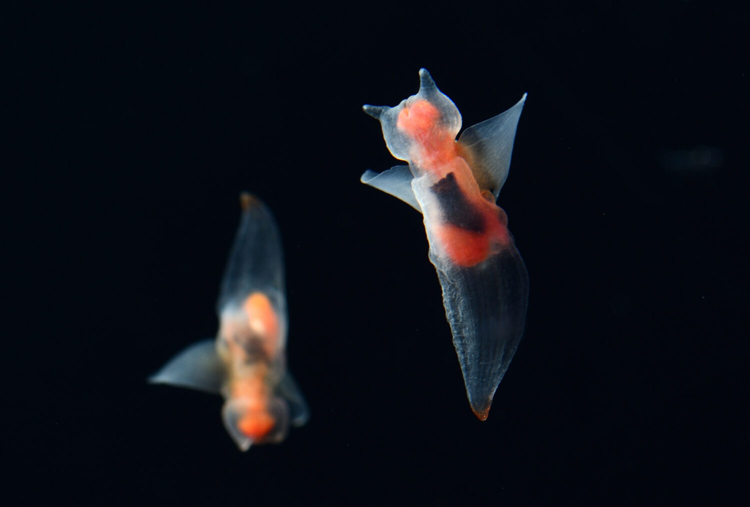海遊館の北極圏エリアで展示されるクリオネ。透明な体で羽のような翼足を動かしながら水中を漂っている。