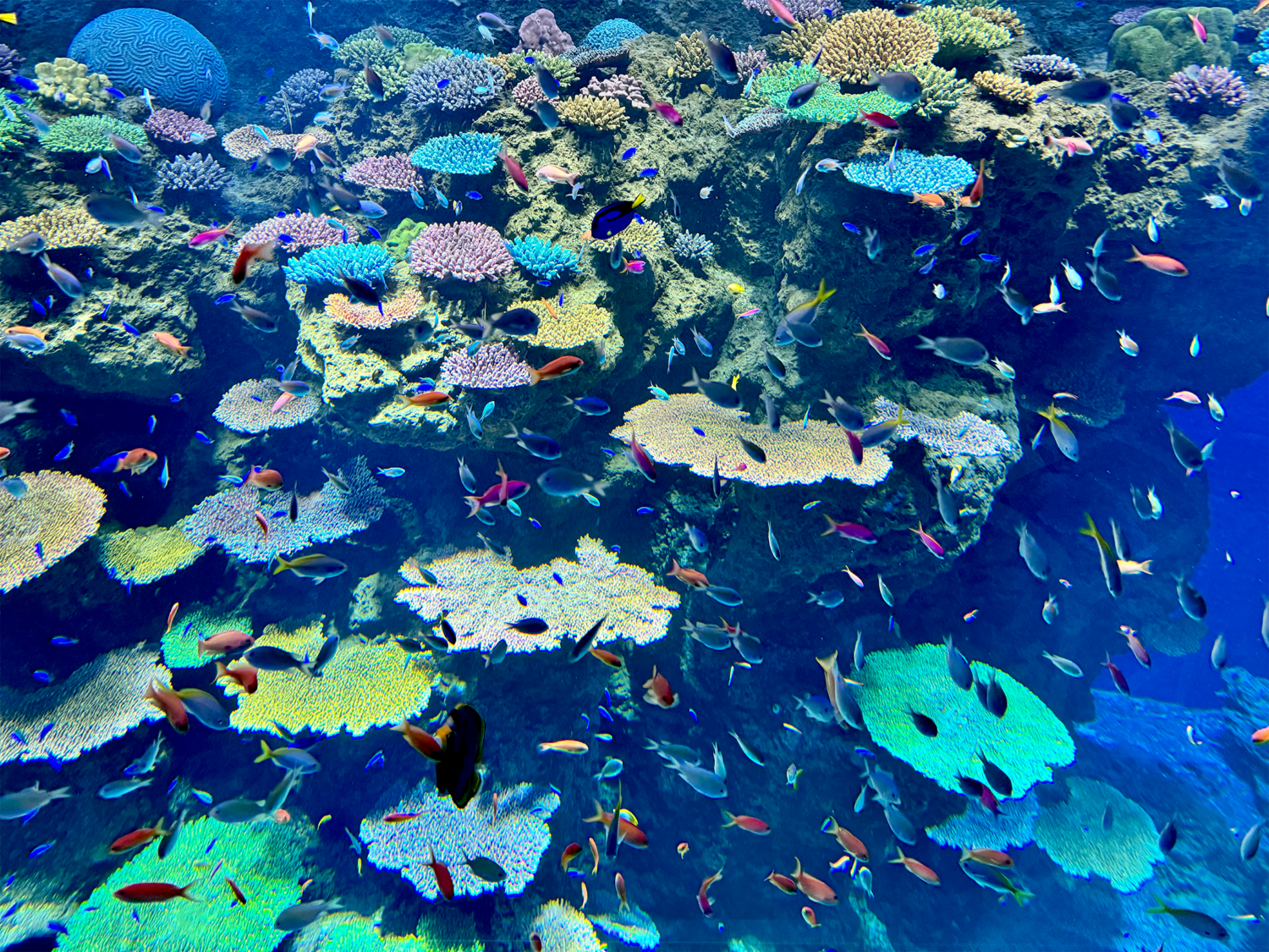 大阪港エリアに位置する水族館「海遊館」の「グレートバリアリーフ」水槽。青く澄んだ水中環境に、飼育員が精巧なレプリカとして作り上げた多彩な色や形状のサンゴ礁が立体的な岩肌に沿って幾重にも広がり、天井近くまでテーブル型のサンゴが枝を伸ばすように配置されている状態。そのサンゴ礁の隙間を縫うように、鮮やかなブルー、ピンク、イエローなどの多種多様な熱帯魚たちが群れをなして縦横無尽に泳ぎ回る。