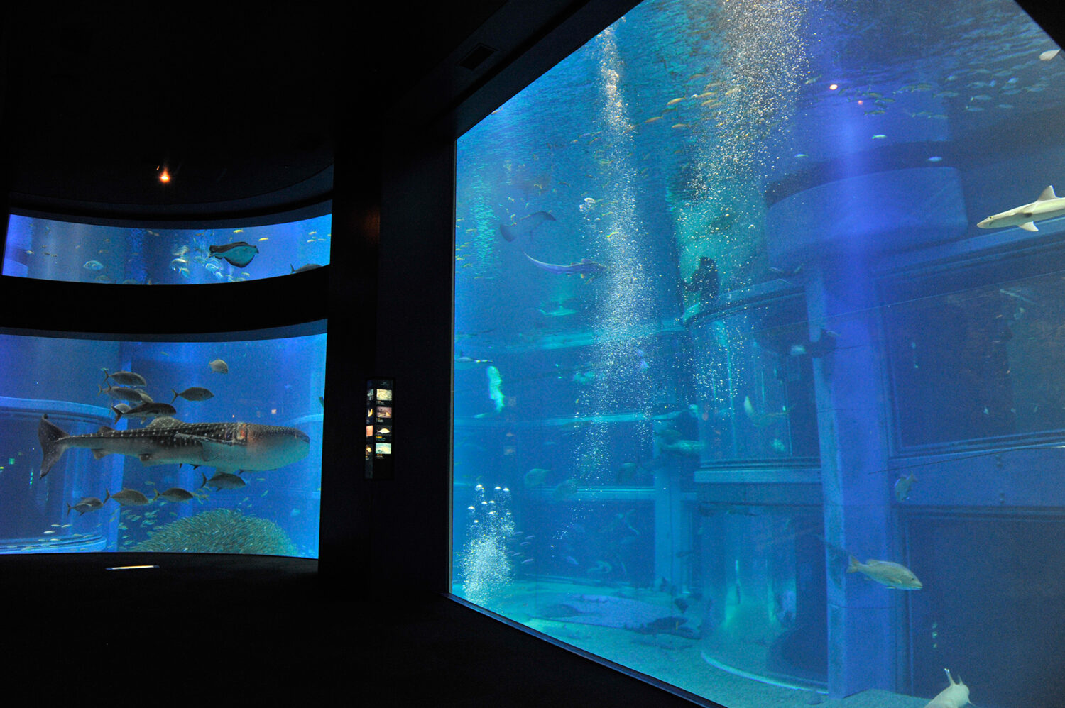 海遊館の巨大な「太平洋」水槽。厚いアクリルパネルの向こうを泳ぐジンベエザメや魚群と、立ち上る気泡。