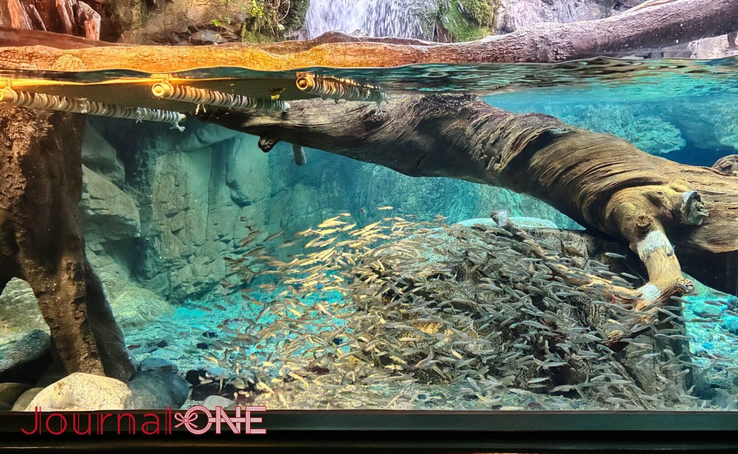 海遊館」の「日本の森」エリアにある、川の水中環境を再現した展示水槽の内部。水面をまたぐように太い流木や岩肌が配置され、その下の澄んだ水の中で、無数の小さな淡水魚の群れが渦を巻くように一斉に同じ方向を向いて泳いでいる。