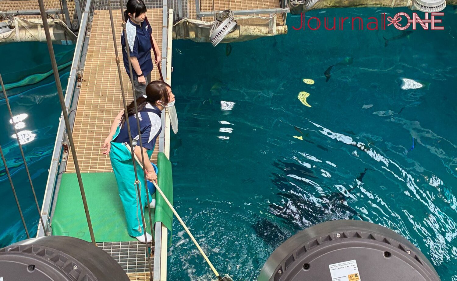 ここにALTが”入ります。”海遊館の大水槽バックヤード。長い柄杓を手に取り、ジンベエザメの「海」くんと「遊」ちゃんたちに給餌を行う飼育員の様子。