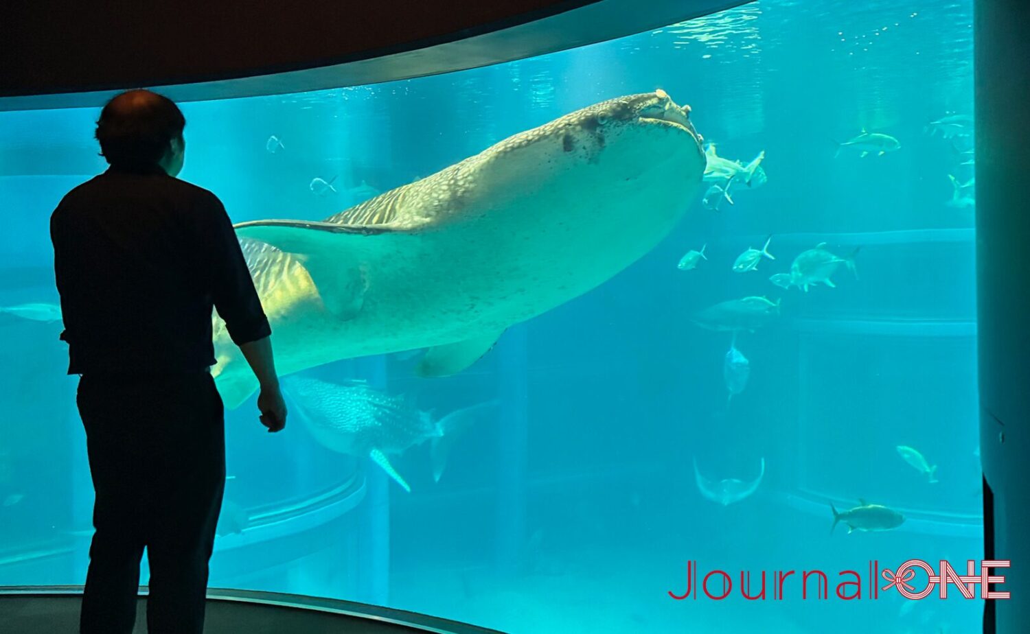 海遊館の巨大水槽を悠然と泳ぐジンベエザメ。アクリルガラス越しに見上げる雄大な水中世界。