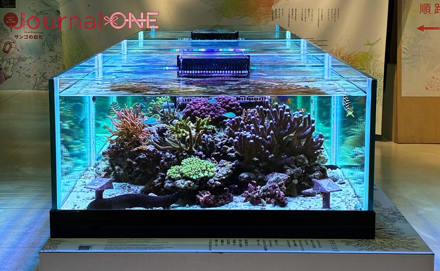 大阪港の海遊館の特別企画展に設置された、生きたサンゴの展示水槽。上部から光が照射される透明なアクリル水槽の中に、色彩豊かな本物のサンゴが複数飼育され、その周囲を小型の熱帯魚が泳いでいる状態。