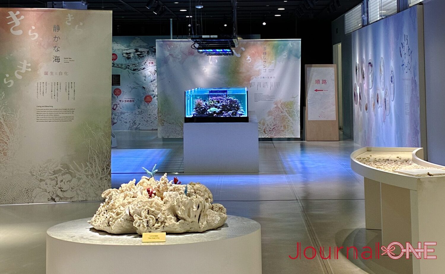 海遊館の特別企画展「いのちぐるぐる サンゴ展」。展示室中央の水槽で生きたサンゴを公開し、周囲には白化サンゴの標本や解説パネルが並ぶ。