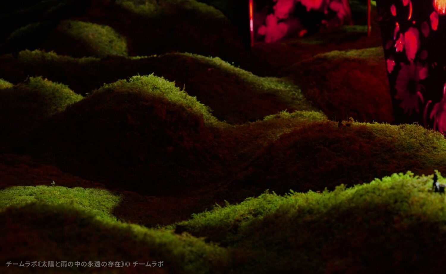 チームラボ京都に広がる苔の丘。赤い光が苔の繊細な質感を浮かび上がらせる幻想的な景観。