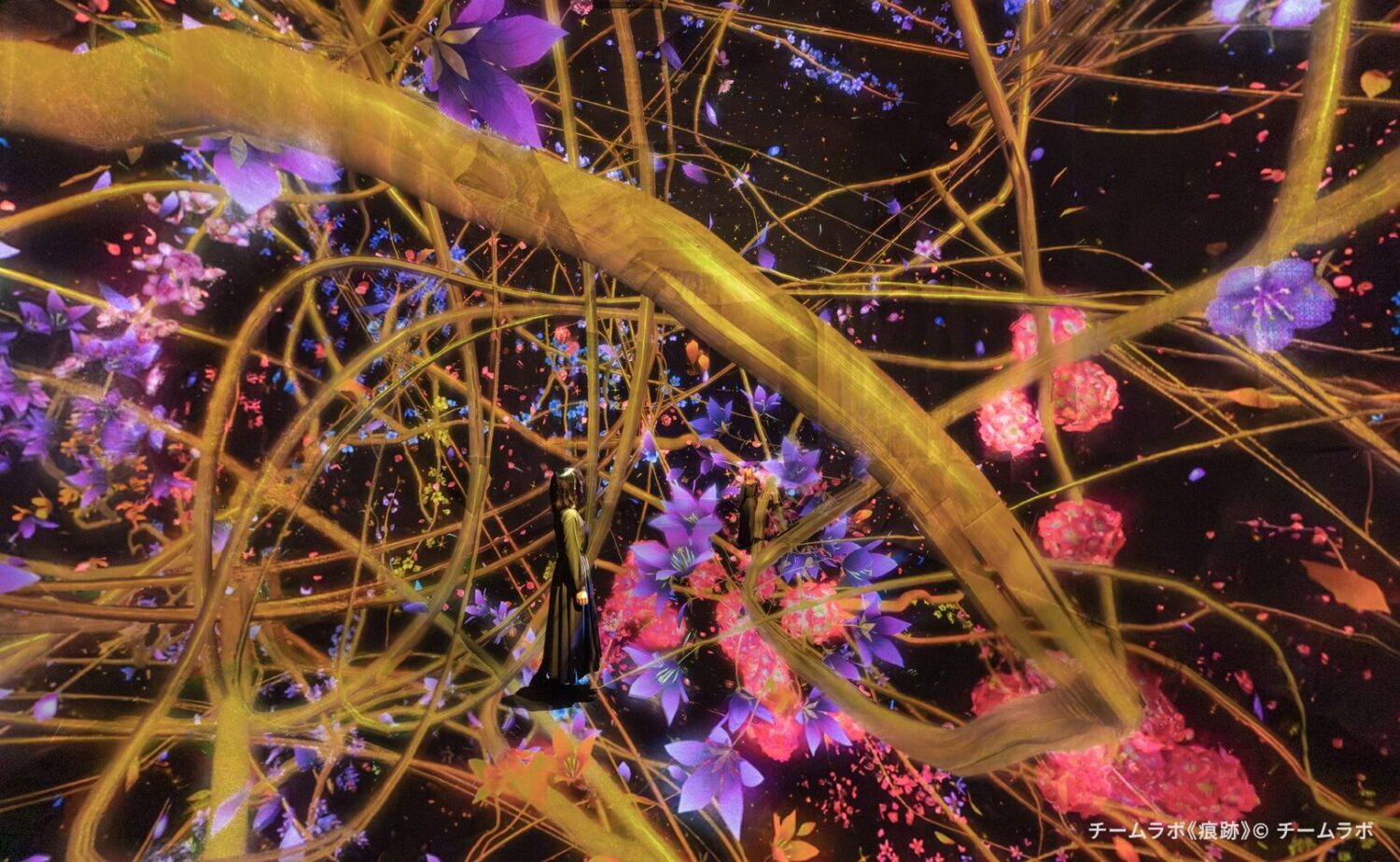 teamLab Biovortex KYOTO（チームラボバイオヴォルテクス京都）」内で展示されているチームラボのアート作品《痕跡》。暗闇の空間全体に太くうねる木の枝と紫やピンクの鮮やかな花々が幾重にも交錯し、高速で回転・散開する花びらの奔流が視界を覆い尽くすなか、佇む鑑賞者の視覚と平衡感覚を揺さぶるダイナミックで圧倒的な没入型の作品空間。