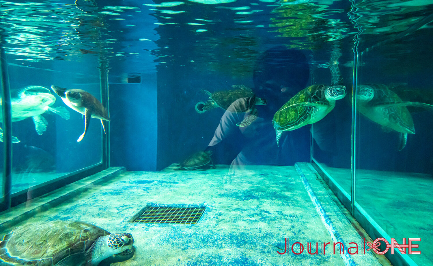 足摺海洋館SATOUMI｜“海の中を歩く”感覚がすごい新時代の水族館