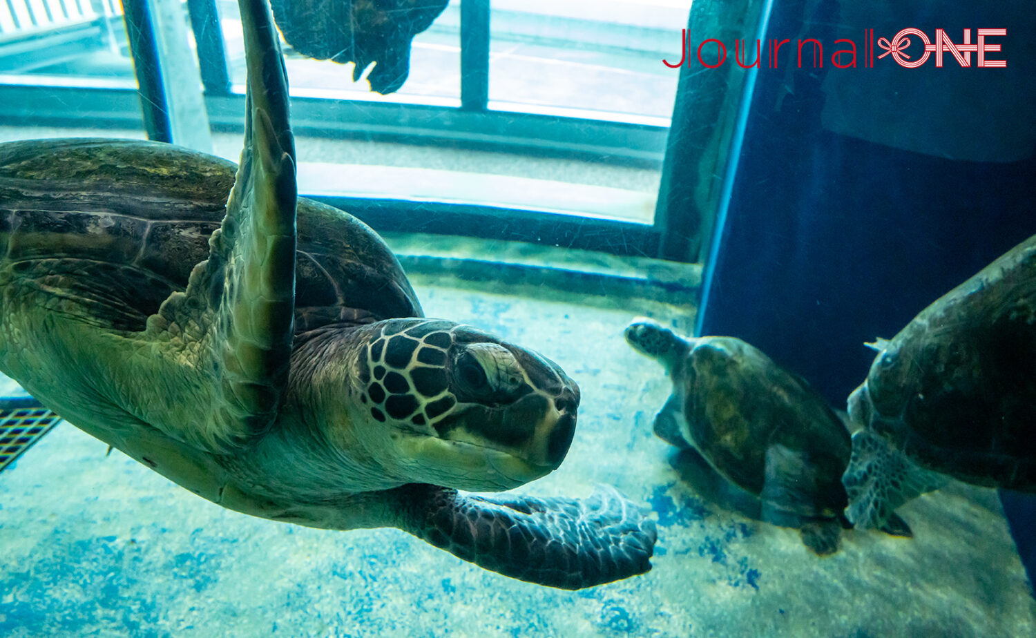 足摺海洋館SATOUMI｜“海の中を歩く”感覚がすごい新時代の水族館