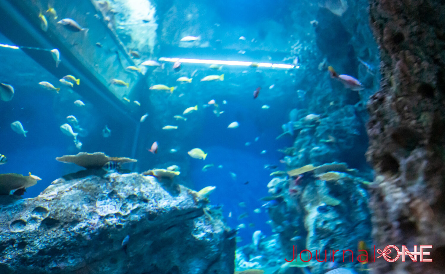 足摺海洋館SATOUMI｜“海の中を歩く”感覚がすごい新時代の水族館