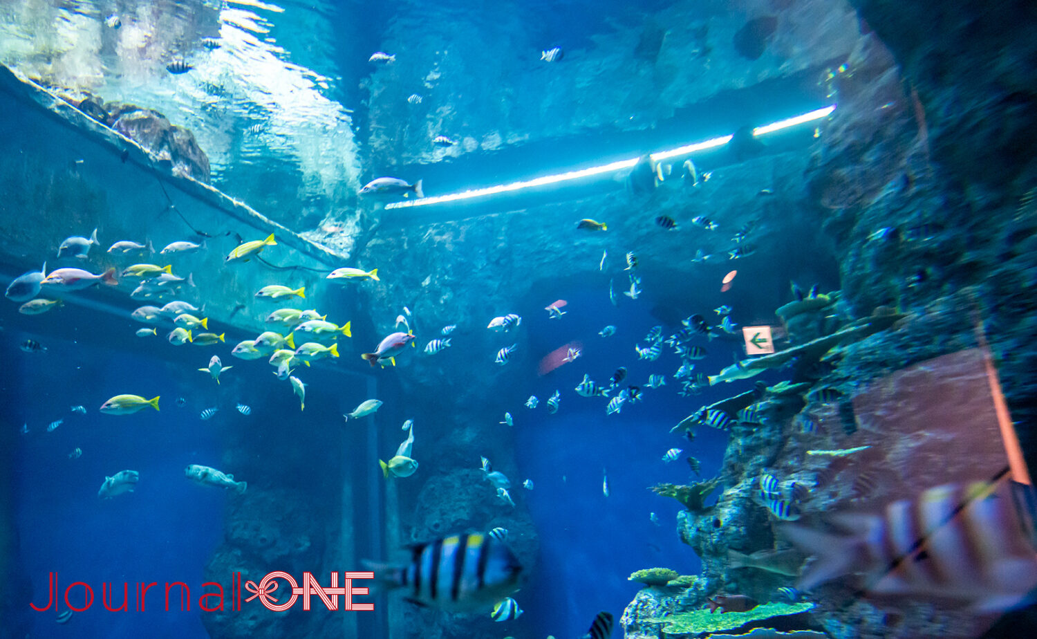 足摺海洋館SATOUMI｜“海の中を歩く”感覚がすごい新時代の水族館