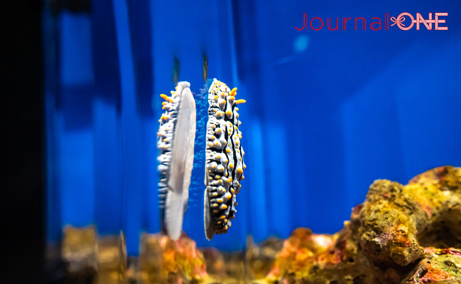 足摺海洋館SATOUMI｜“海の中を歩く”感覚がすごい新時代の水族館