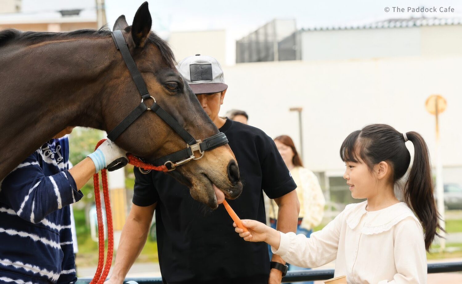 The Paddock Cafeの馬ふれあいイベントで馬にえさを与える子ども