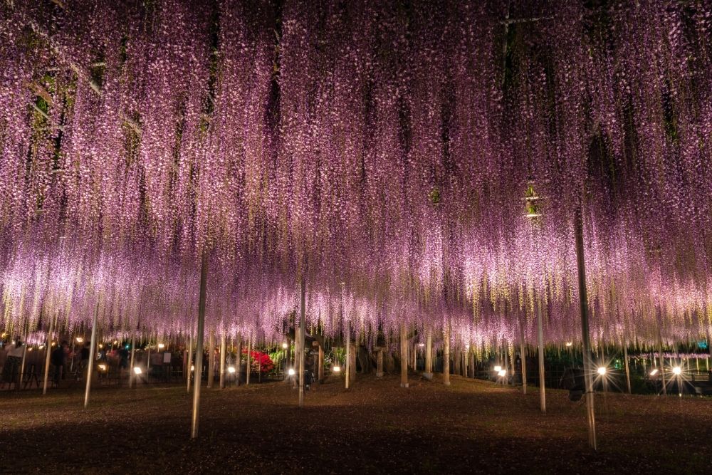 あしかがフラワーパーク イルミネーション「光の花の庭」
