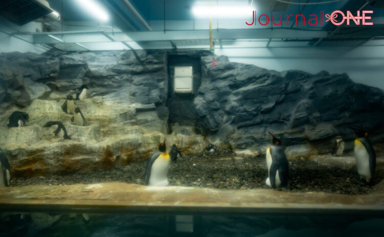旭山動物園のぺんぎん館の室内部屋は見学ができる-Journal-ONE撮影