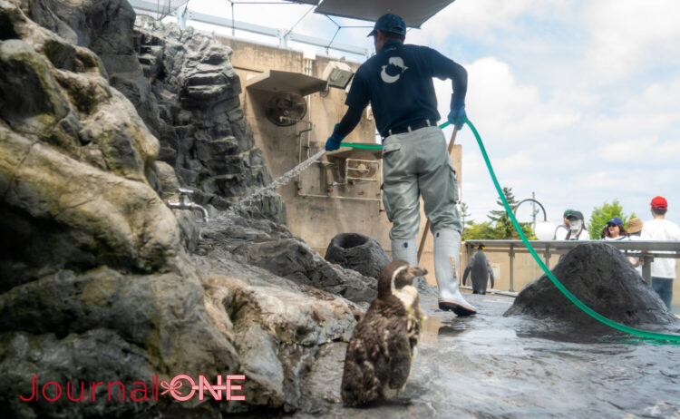 真水で掃除をする飼育員さんを見つめるペンギン-Journal-ONE撮影
