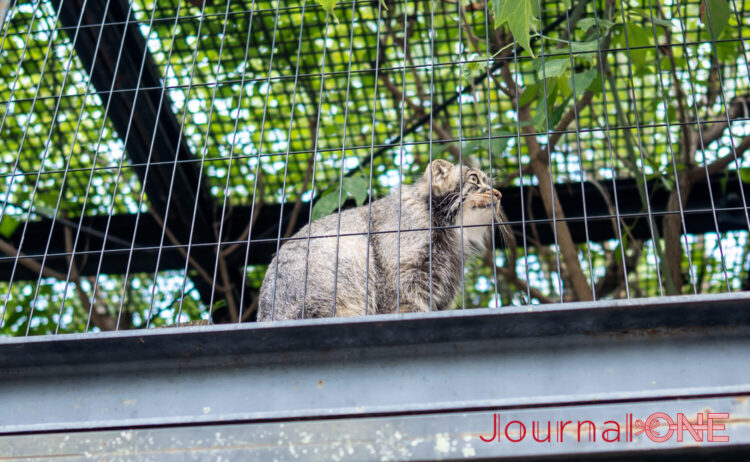 最も新しいマヌルネコの獣舎も必見だ-Journal-ONE撮影