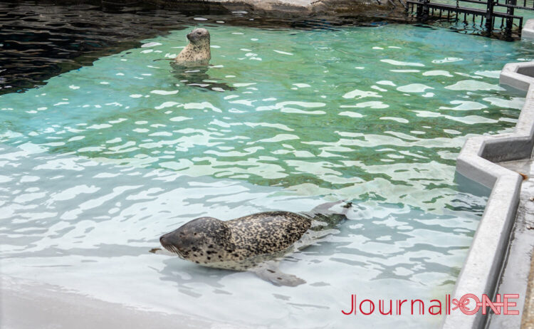 旭山動物園 もぐもぐタイムで飼育員さんを見つめるアザラシ-Journal-ONE撮影