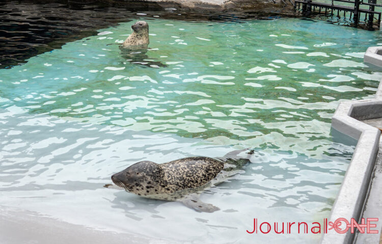 旭山動物園 もぐもぐタイムで飼育員さんを見つめるアザラシ-Journal-ONE撮影