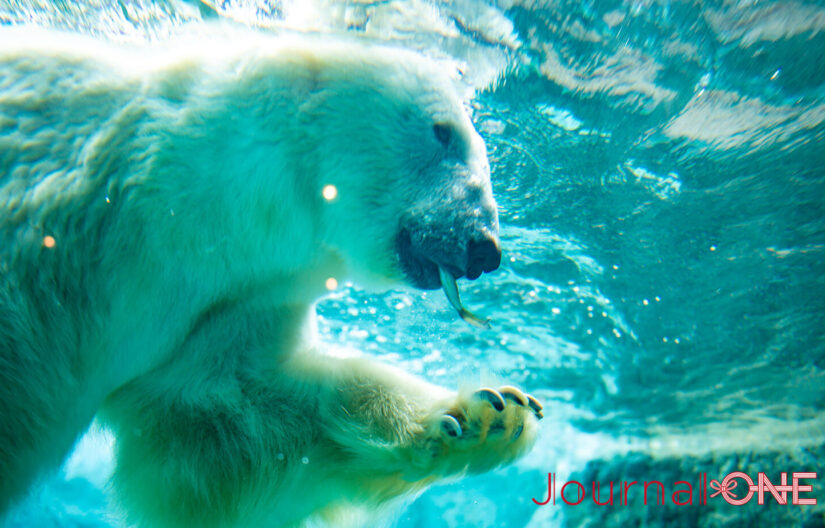 旭山動物園のもぐもぐタイムでのシロクマ-Journal-ONE撮影