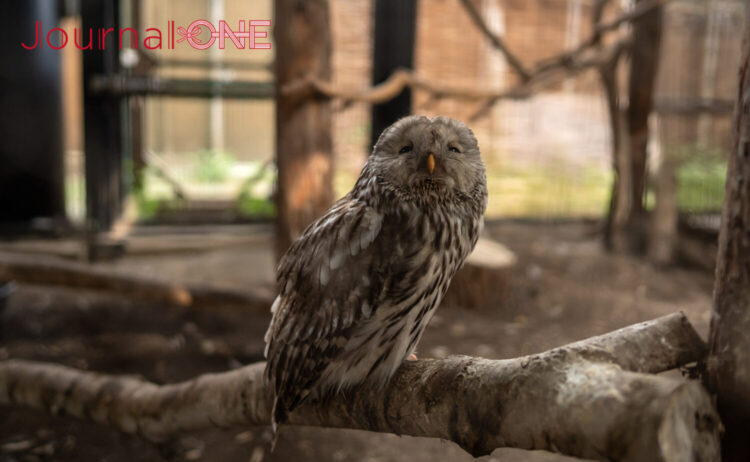 動物たちもこちらを気にしているかも(北海道産動物舎にて)-Journal-ONE撮影