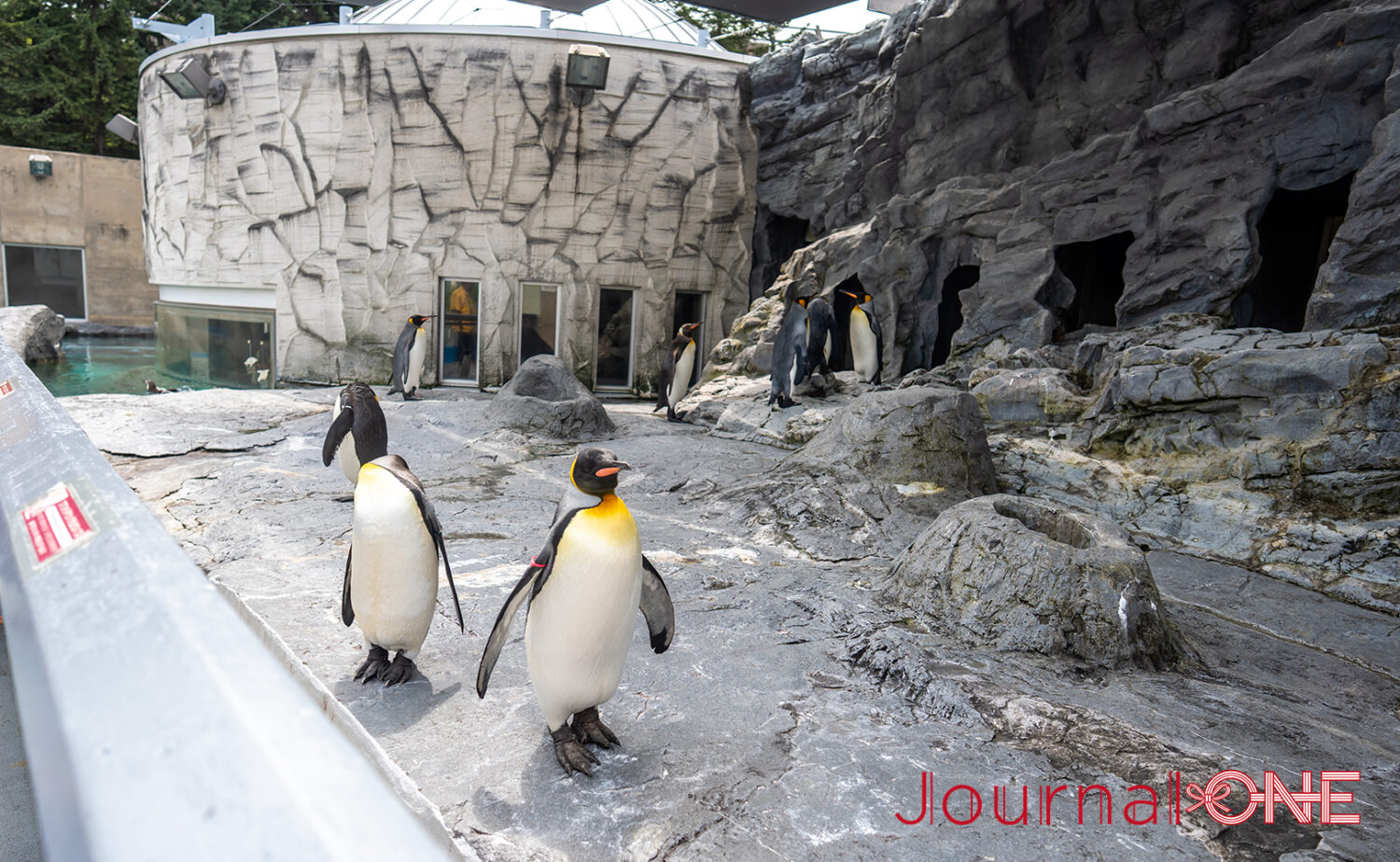 旭山動物園｜見どころとアクセス