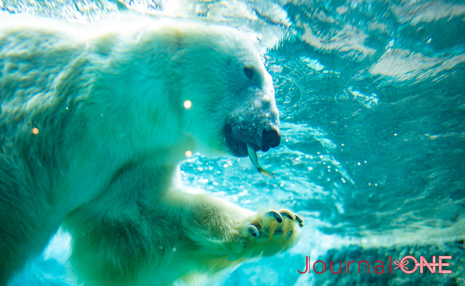 旭山動物園｜見どころとアクセス