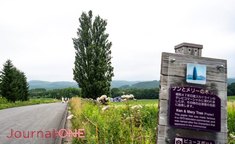 北海道美瑛町のケンとメリーの木周辺にて、手前に立つ解説案内看板と奥に向かってまっすぐ伸びる道路、その沿道にまっすぐにそびえ立つ大きな一本のポプラの木や広大な畑の風景