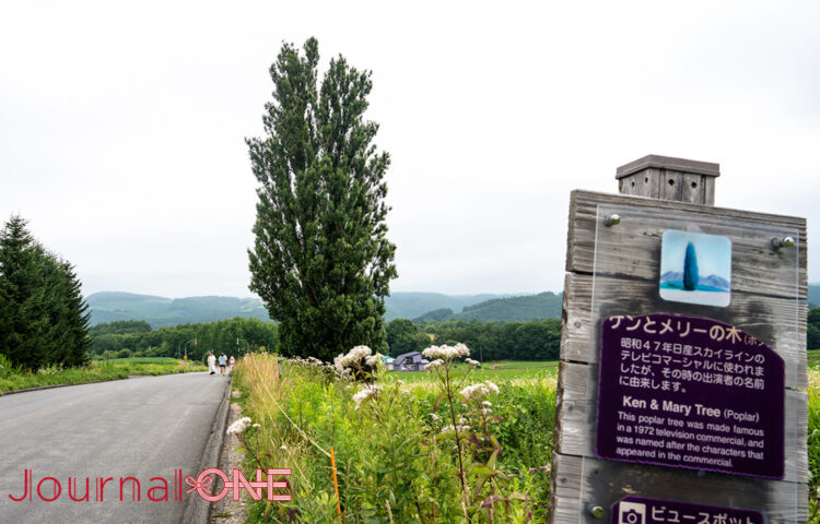 北海道美瑛町のケンとメリーの木周辺にて、手前に立つ解説案内看板と奥に向かってまっすぐ伸びる道路、その沿道にまっすぐにそびえ立つ大きな一本のポプラの木や広大な畑の風景