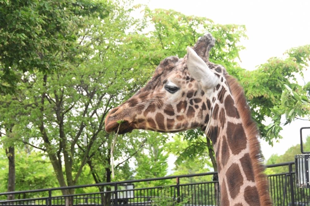 旭山動物園 もぐもぐタイムとガイド