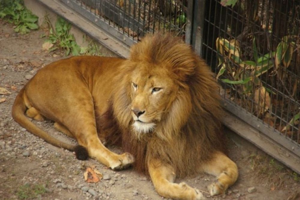 旭山動物園 お土産と園内限定グッズ