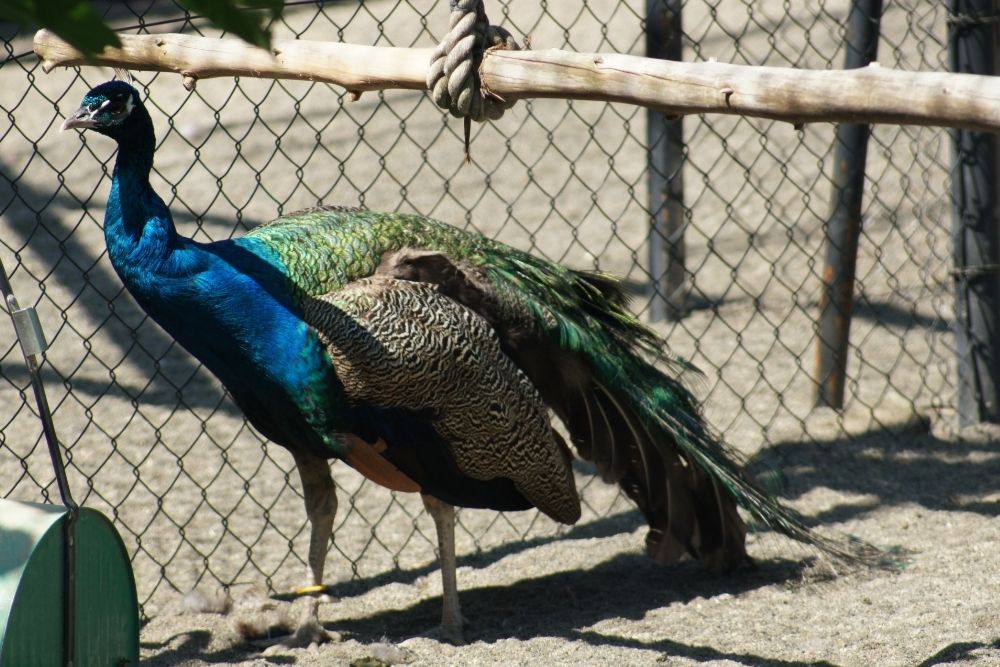 旭山動物園 開園時間と休園日